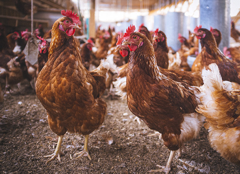 chicken coops producing happy chickens