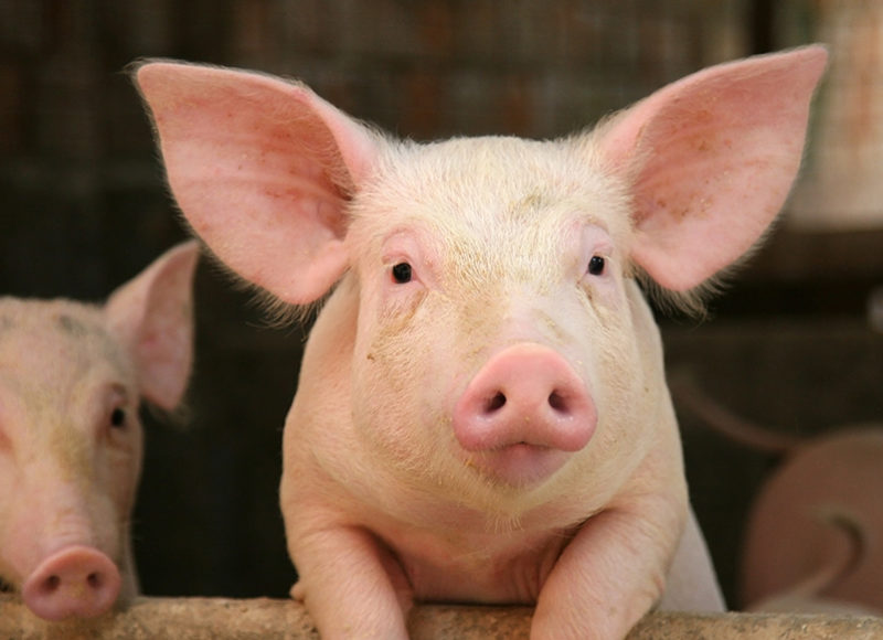 Pig leaning over the railing of his cot